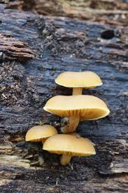 Image result for Simocybe centunculus