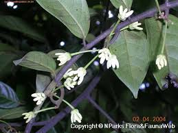 Image result for Artabotrys modestus