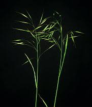 Image result for Bromus  erectus