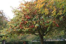 Resultado de imagen para Manzana (Malus sylvestris