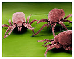 Image result for red mite