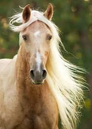 Page Not Found Stephanie Moon Photography Horses Palomino Horse Most Beautiful Horses