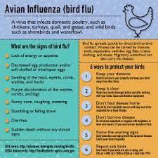 Bird flu first broke out in india in 2006. Pin On Chickens 101