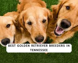 Both parents have excellent pedigrees. 9 Best Golden Retriever Breeders In Tennessee 2021 We Love Doodles