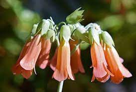 Does mother of thousands flower? Mother Of Thousands Or Millions Plant Care Growing Kalanchoe