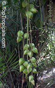 Image result for Barringtonia