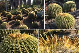 Below are the most common methods for getting rid of a splinter Scientists Study Puncture Performance Of Cactus Spines Illinois
