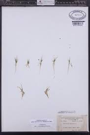 Image result for Subularia