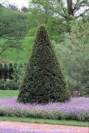 Evergreen Tree Yew Taxus Cuspidata Capitata Shaped As Cone Topiary Garden Shrubs Evergreen Shrubs Evergreen Trees