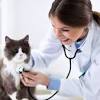 Proud member of az pet vet. Https Encrypted Tbn0 Gstatic Com Images Q Tbn And9gcqh2iy Mwnih6q4w5wak72htlghkpbxxoem3a7a2rhi9vyr5ilw Usqp Cau