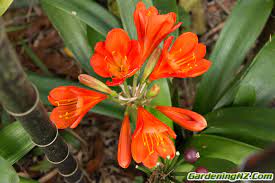 We stock the best plants, landscaping supplies & gardening accessories. Clivia Minuata And Other Species Grown In New Zalandgardening Nz