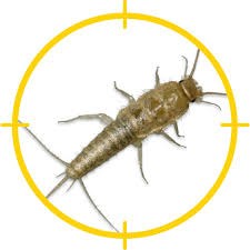 Silverfish are small and harmless, but unpleasant to have crawling around your home, especially in the dead of night. Controlling Silverfish