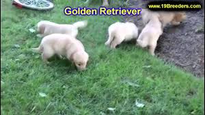 Golden retrievers are known for their gentle and friendly disposition. Golden Retriever Puppies For Sale In Minneapolis Minnesota Mn Inver Grove Heights Roseville Youtube