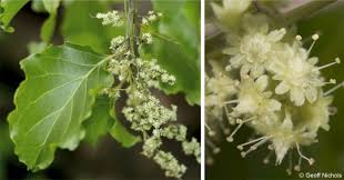 Image result for Homalium