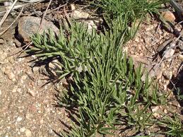 Image result for Cyphostemma hereroense