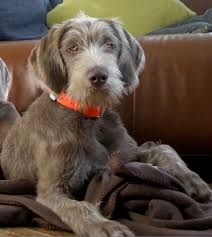 Wirehaired pointing griffon puppies for sale 2020 montana. Wirehaired Pointing Griffon Puppies For Sale 2020 Montana Bmo Show