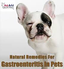 Gastroenteritis in cats is characterized by severe, acute vomiting and diarrhea that lasts more than several days. Pin On Luna