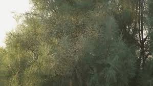 Midges are found (seasonally or otherwise) on practically every land area outside permanently arid deserts and the frigid zones. Insects Gnats Or Midges Swarm Stock Footage Video 100 Royalty Free 2359646 Shutterstock
