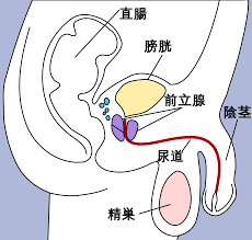 Penis とは