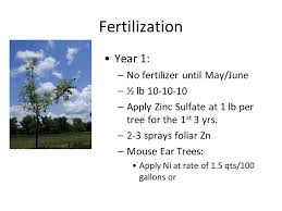 It has a name — mouse ear. Planting And Care Of Young Pecan Trees Ppt Video Online Download