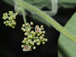 Image result for Stephania abyssinica