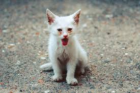 Dislocated hip can be managed medically or surgically. Slipped Disc In Cats Symptoms Causes Diagnosis Treatment Recovery Management Cost