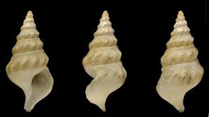 Image result for Platostoma coeruleum