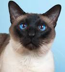What Does "Seal Point Cat" Mean? - Pets