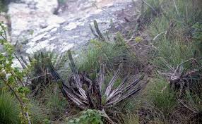 Image result for Euphorbia namuliensis