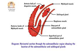 Image result for Submandibular Exam
