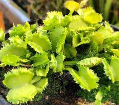 Pin On Carnivorous Plants