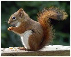 Female American Red Squirrels Only Ovulate For One Day But Will Mate With 4 16 Males Awwducat American Red Squirrel Red Squirrel North American Red Squirrel