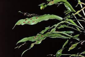 Image result for Loxogramme