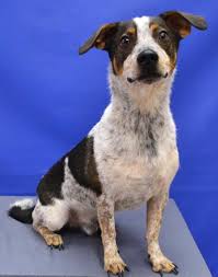 Adopt Koda On Petfinder Poodle Mix Breeds Terrier Mix Breeds Terrier Dog Breeds