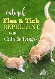 It is believed and scientifically proved that possible side effects of tree tea oil tea tree oil can be really toxic for cats and dogs. Tea Tree Oil Dog Spray Recipe For Fleas And Ticks Five Spot Green Living