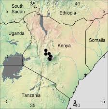 Image result for Monothecium glandulosum