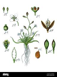 Image result for Ranunculus oreophytus