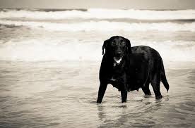 Jan 27, 2021 · the most accurate way to tell if a dog is pregnant is through diagnostic testing. Is My Dog Pregnant The Signs And Symptoms Of Canine Pregnancy