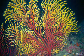 Image result for Moraea clavata