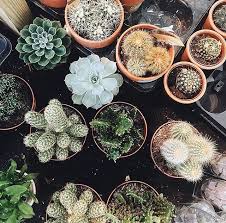 4 bd2 ba1,767 square feet. Instagram Photo By West Elm Dallas Jul 23 2016 At 2 32am Utc Plants Plant Aesthetic Succulents