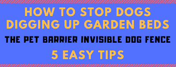 Check spelling or type a new query. 5 Easy Tips To Stop Dogs Digging The Dog Line