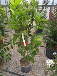 Image result for magnolie sunsation