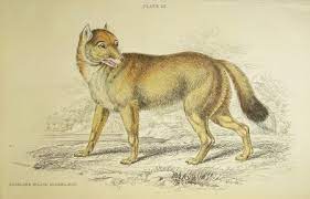 Falkland Island Aguara Dog Antique Print Map Room Nature Paper Dogs Antique Prints