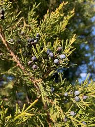 Image result for Juniperus