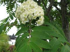Flowering trees in nova scotia. Common Native Trees Of Nova Scotia Inaturalist