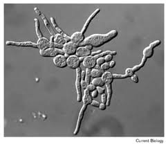 How a molecular understanding can help in the fight against cancer. Control Of Mitotic Events By The Cdc42 Gtpase The Clb2 Cyclin And A Member Of The Pak Kinase Family Current Biology