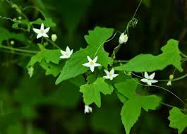 Image result for Zehneria tridactyla