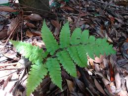 Image result for Diplazium humbertii