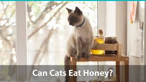 This question might come to your mind. Can Cats Eat Honey Or Is It Bad For Them