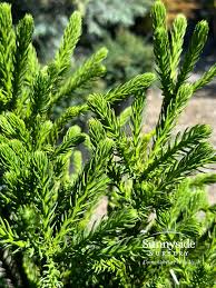 Image result for Cryptomeria